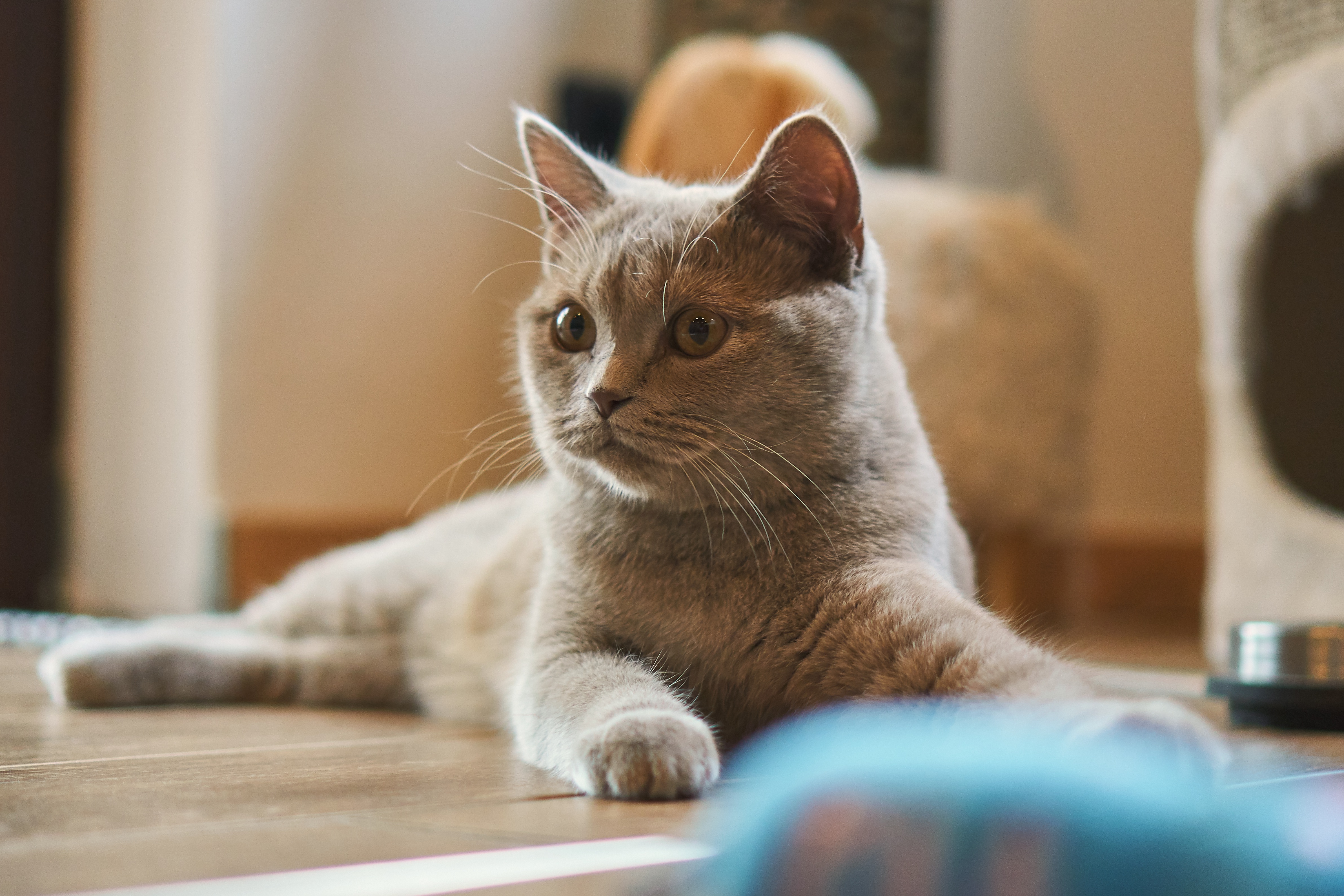 Kleine Katze